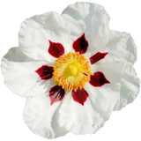 Rockrose 