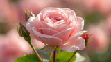 Rose De Mai