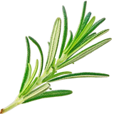 Rosemary