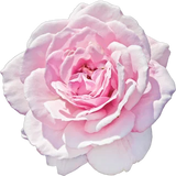 Taif Rose