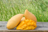 Thai mango