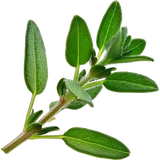 Thyme