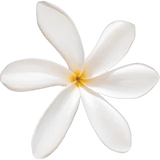 Tiare Flower