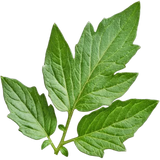 Tomato Leaf