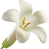 Tuberose