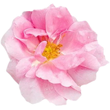 Turkish Rose