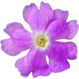Verbena