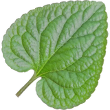  Violet Leaf
