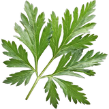 Wormwood