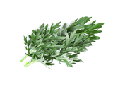 Artemisia