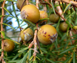 CANARY ISLANDS JUNIPER