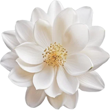 White Blossoms