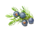 juniper