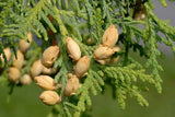White cedar